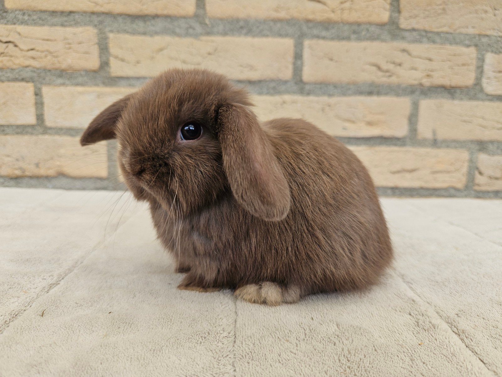 Choco minilop rammetjes, Dieren en Toebehoren, Konijnen, Meerdere dieren, Dwerg