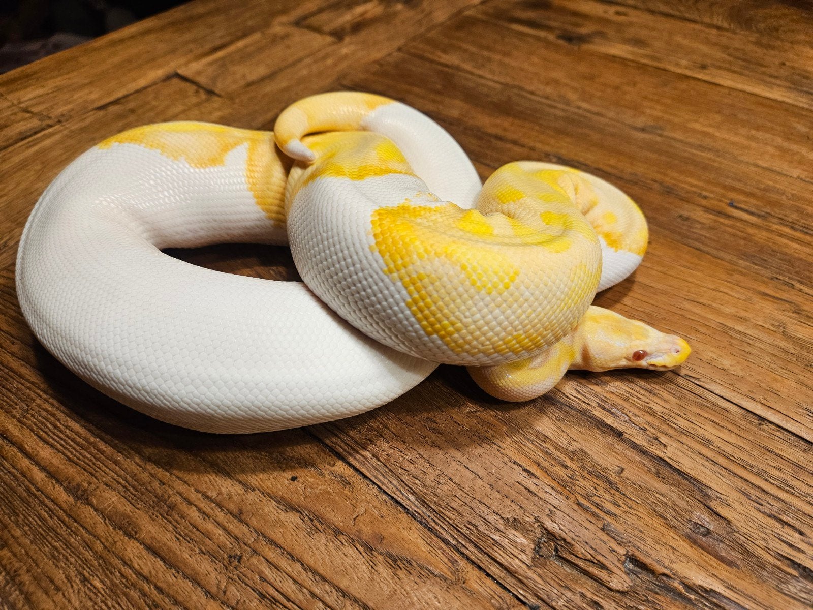 terrarium met koppel 3 jarige piebald koningspythons Ball Python photo 4