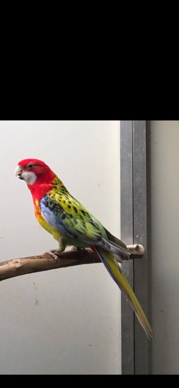 koppel witvleugels rossela.s, Dieren en Toebehoren, Meerdere dieren, Parkiet, Geringd