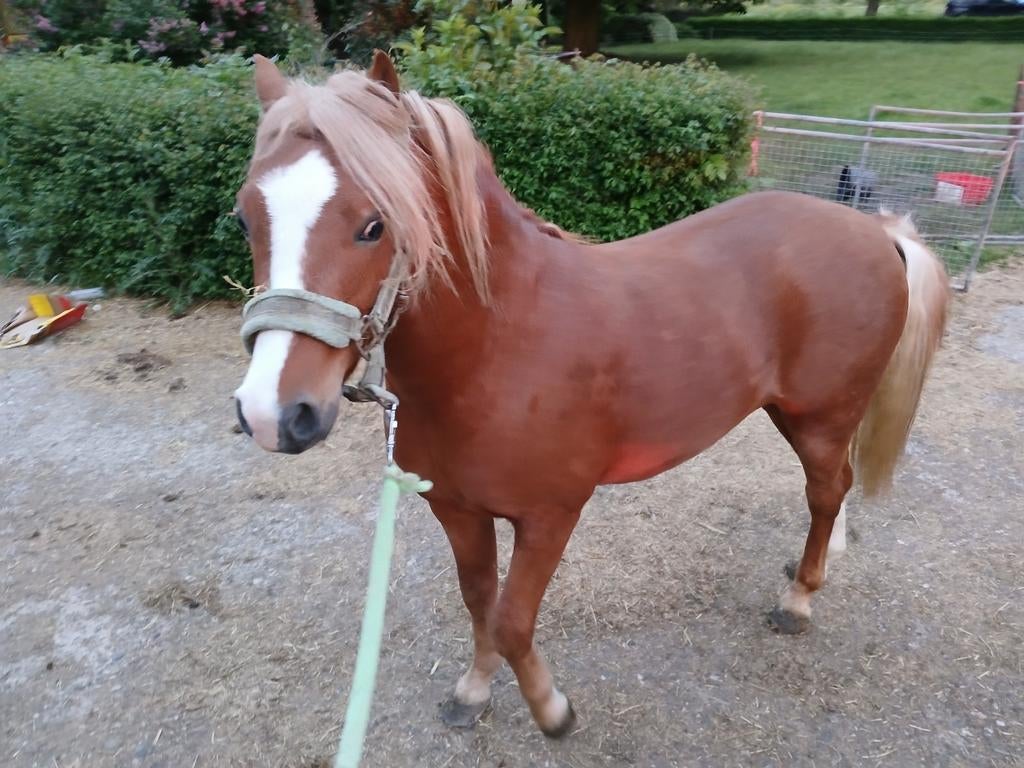 Ter dekking  welsh A hengst, Dieren en Toebehoren, Pony's, Hengst, A pony (tot 1.17m), 0 tot 2 jaar