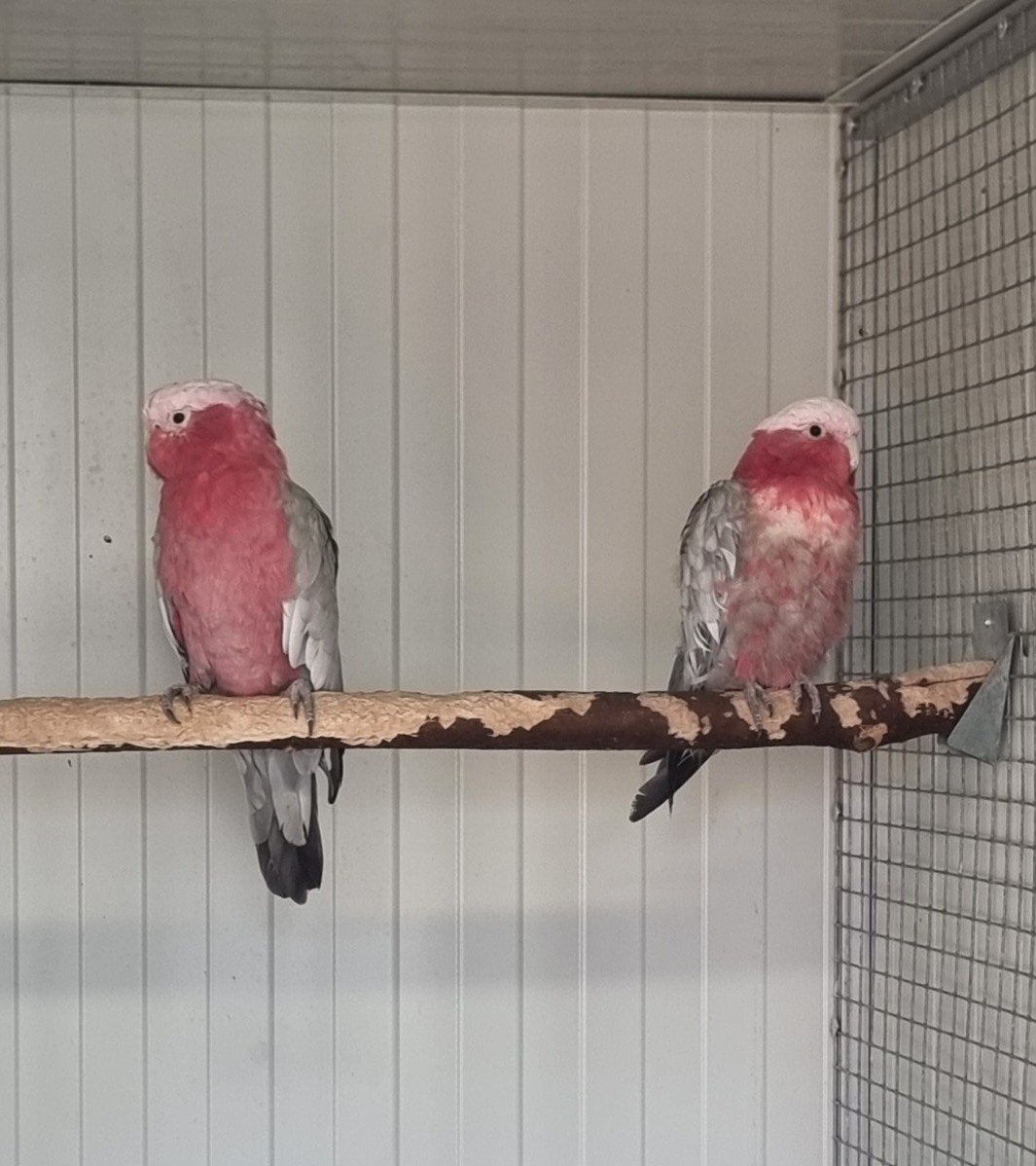 koppel rosé kakatoes 2018, Meerdere dieren, Papegaai