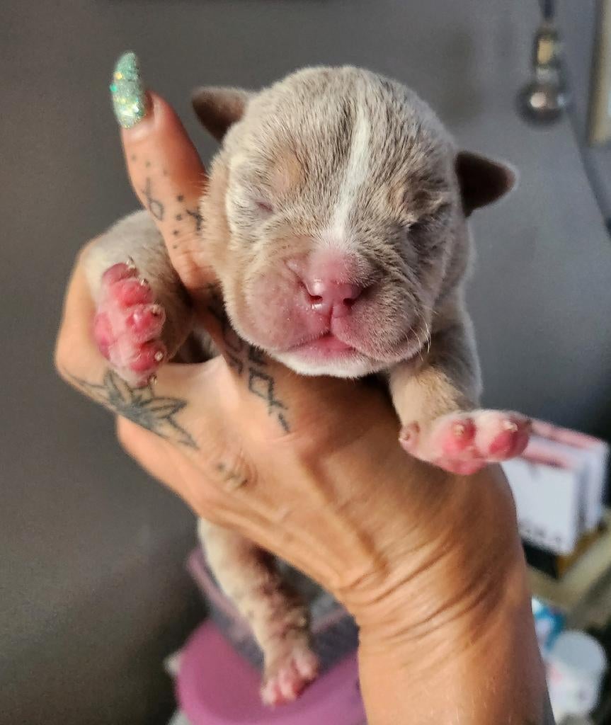 Old English Bulldog pup reu, Dieren en Toebehoren, Honden | Bulldogs, Pinschers en Molossers, Parvo, Reu, 8 tot 15 weken, Bulldog