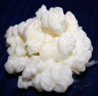 Melkkefir korrels, Ophalen