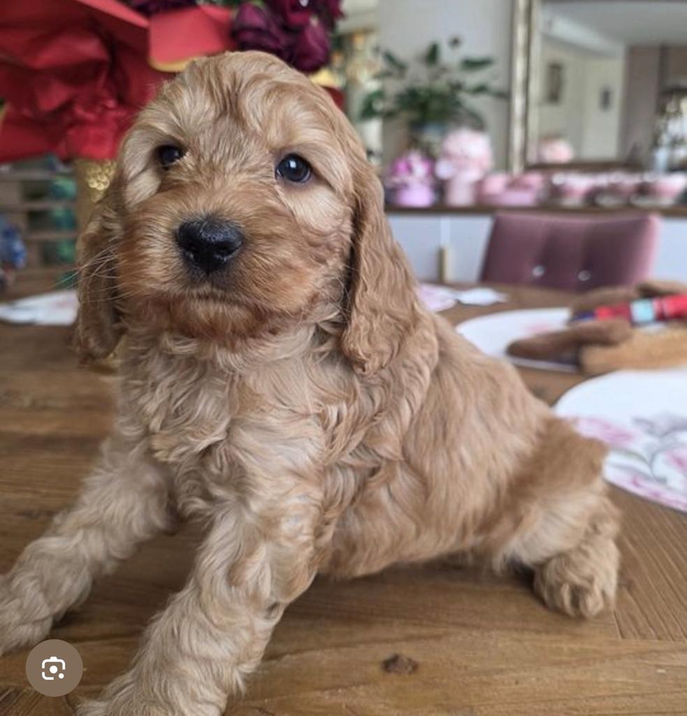 Gezocht cockapoo of cocker spaniel, Dieren en Toebehoren, Parvo, 15 weken tot 1 jaar, Teef, Eén hond