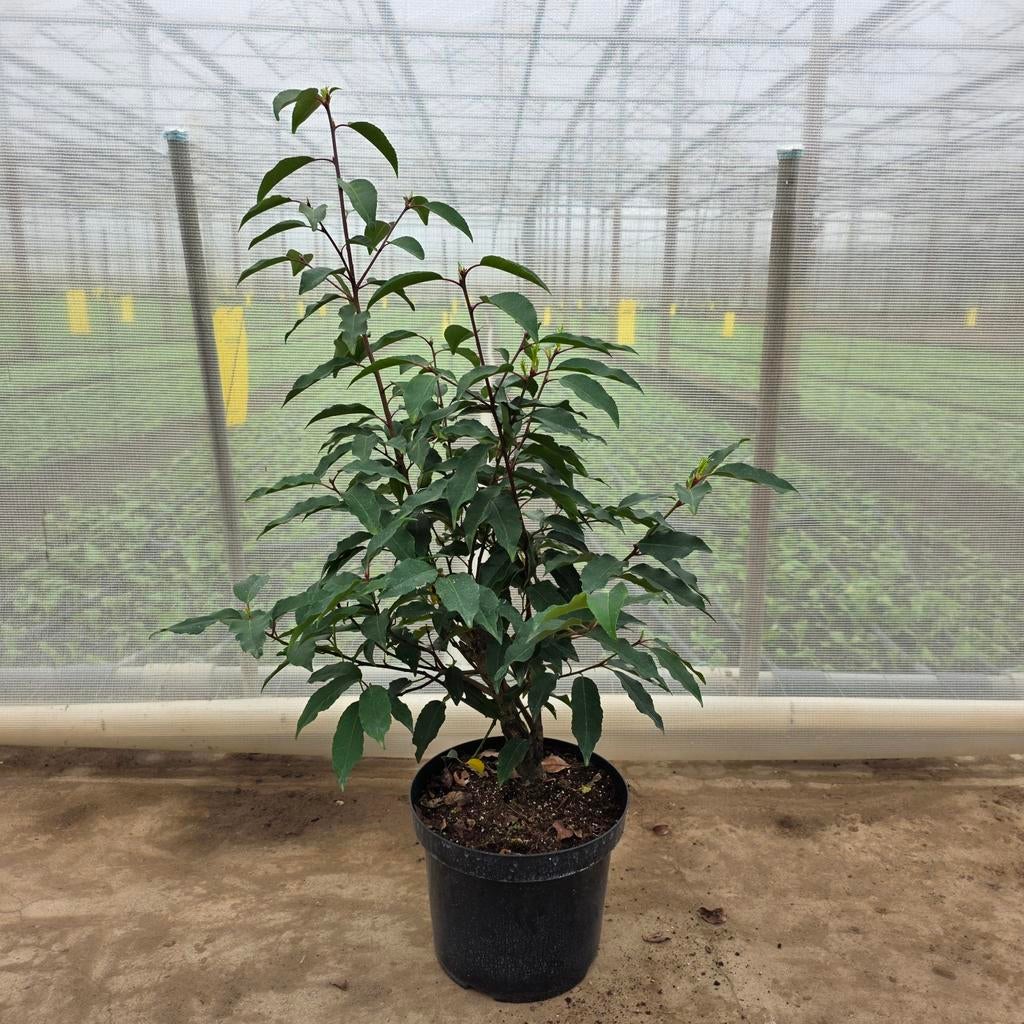 Portugese laurier, Tuin en Terras, Planten | Struiken en Hagen, Ophalen, Laurier, Haag, 100 tot 250 cm