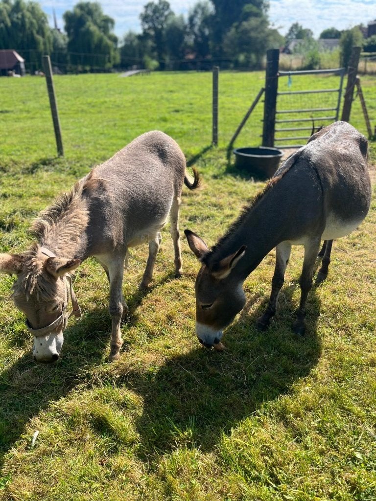 mini ezel met iets groter hengst veulen., Dieren en Toebehoren, Overige Dieren, Mei, Meerdere dieren