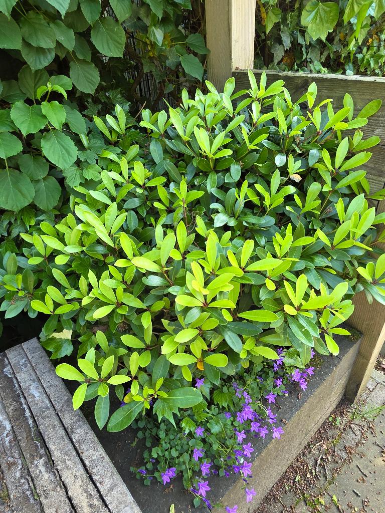 Skimmia sierheester hoogte 75 cm, Tuin en Terras, Planten | Tuinplanten, Volle zon, Vaste plant, Lente, Ophalen