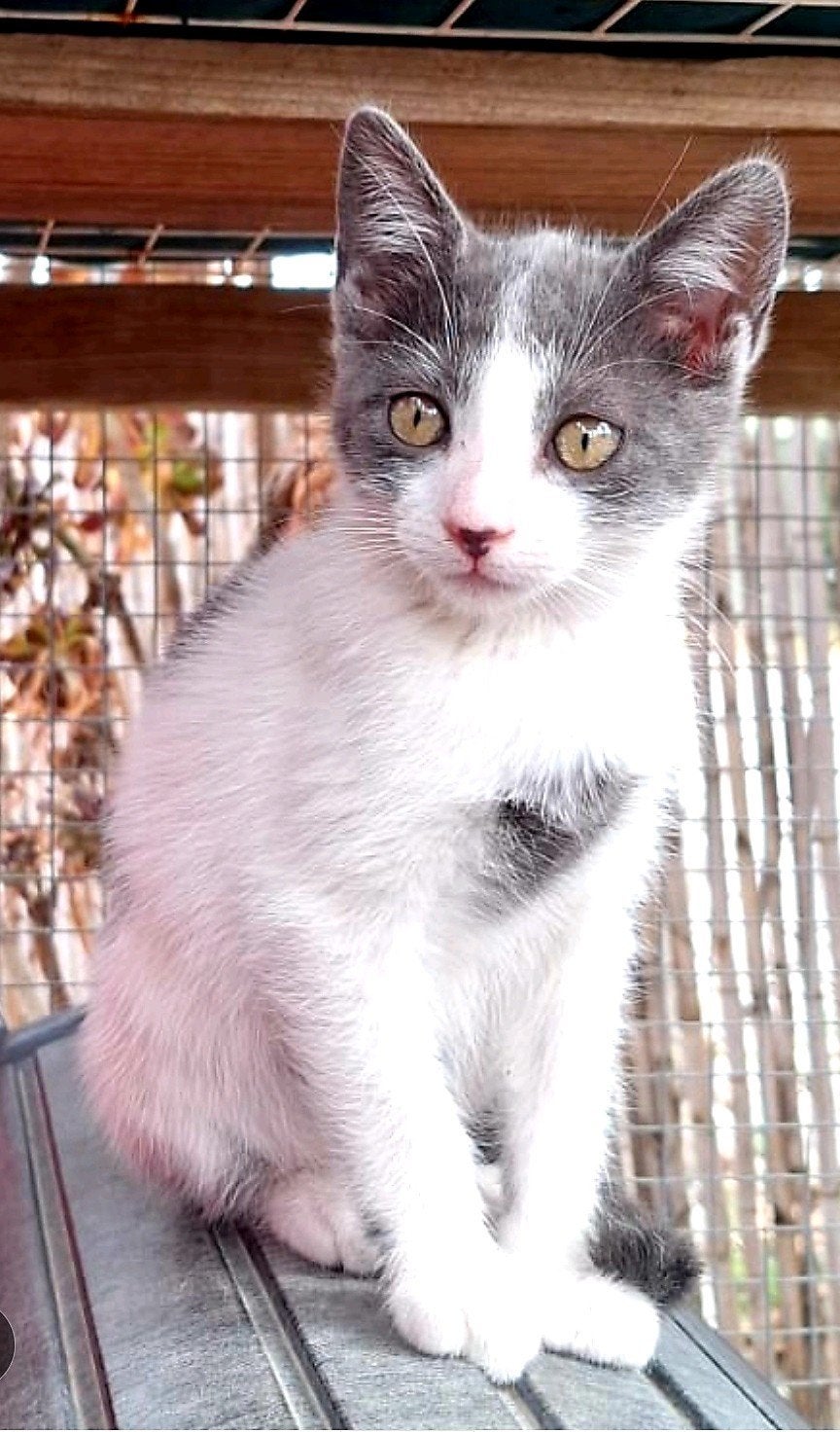 Knappe grijs/witte kitten Juliette, Dieren en Toebehoren, Katten en Kittens | Overige Katten, Poes, Kortharig, 0 tot 2 jaar