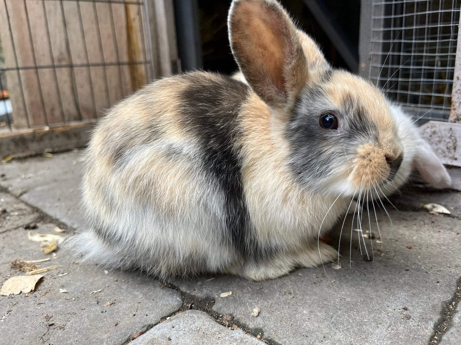 Jonge konijntjes, Dieren en Toebehoren, Konijnen, Meerdere dieren