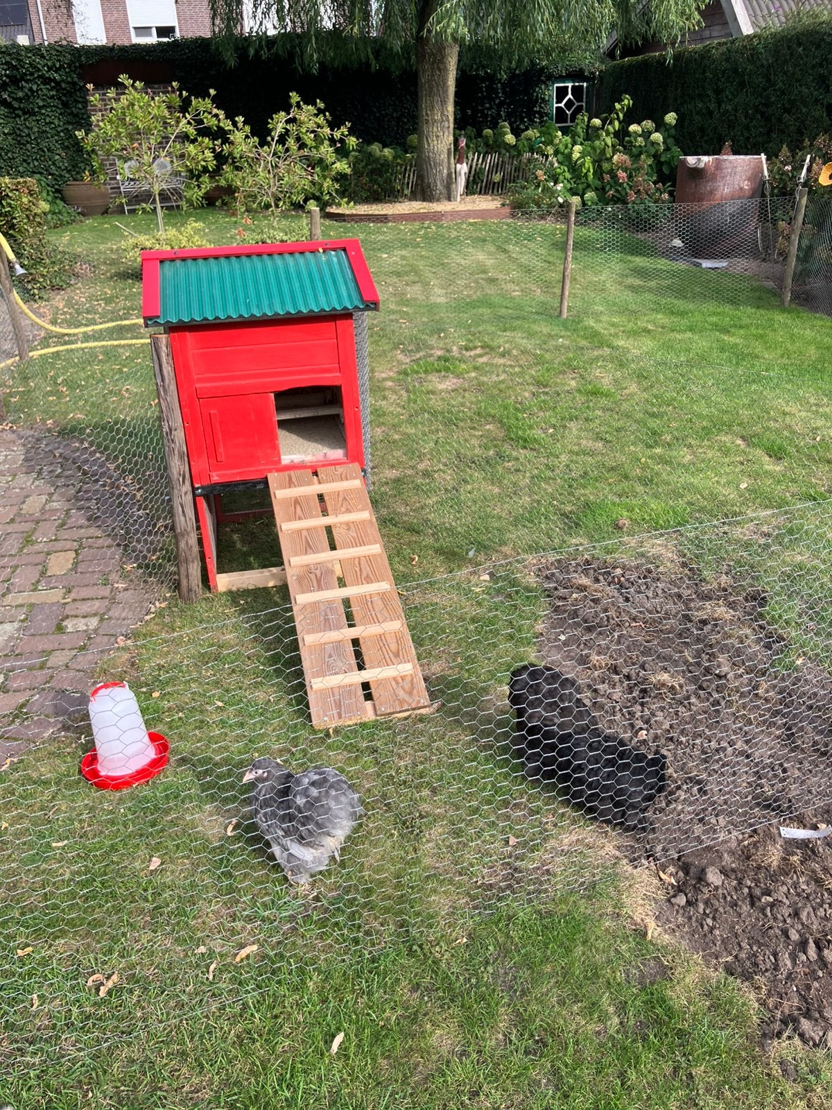 Kippenhok en 3 cochin kriel kippen, Dieren en Toebehoren, Ophalen, Kippenhok of Kippenren
