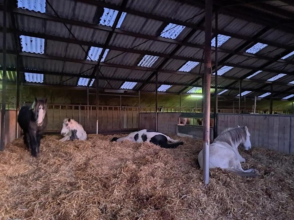 Paardenstalling/pensionstalling Paerthoven Uden, Dieren en Toebehoren, Stalling en Weidegang, Weidegang, 2 of 3 paarden of pony's