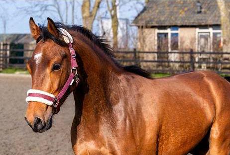 Toekomstige sportpony te koop, Ruin, Dressuurpaard, 3 tot 6 jaar