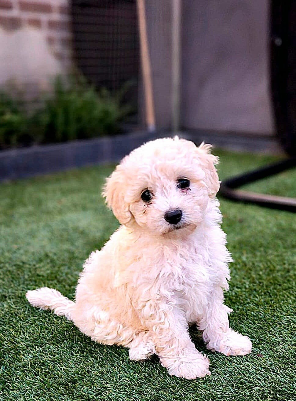 Labradoodle / maltipoo pups, Dieren en Toebehoren, Parvo, Overige rassen, 8 tot 15 weken, Meerdere