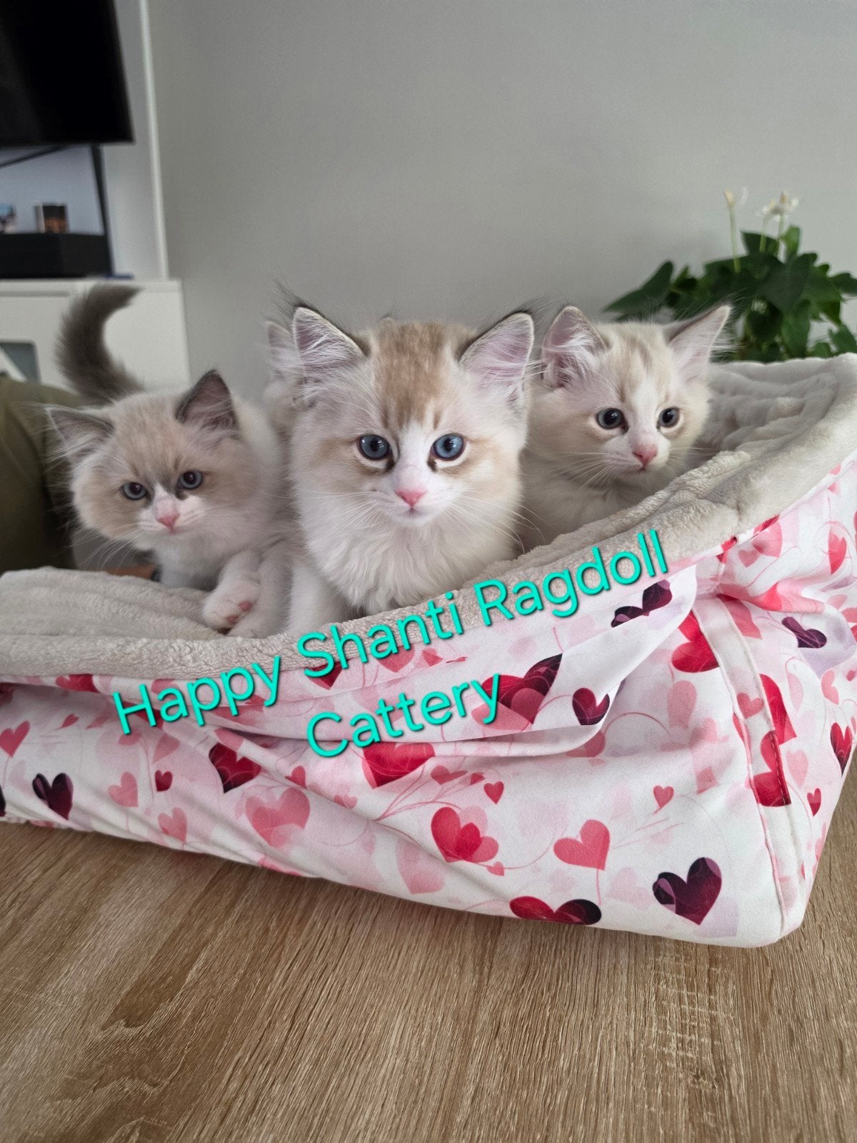 Mooie ragdoll kittens, Poes, Met stamboom, 0 tot 2 jaar