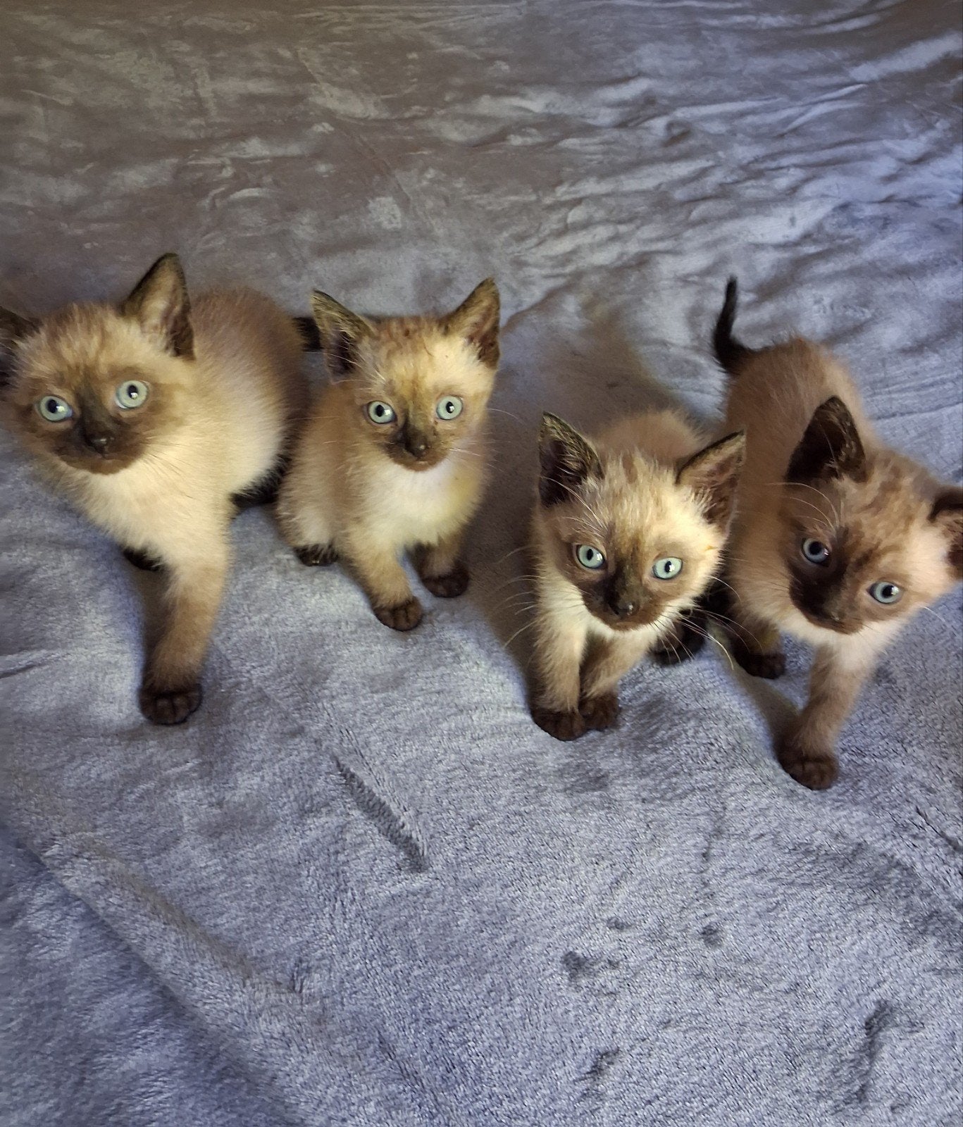 thai sealpoint siamees kittens, Meerdere dieren, Ontwormd, 0 tot 2 jaar