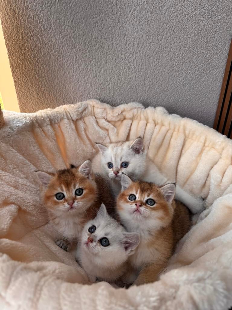 Britse korthaar kittens, Poes, Gechipt