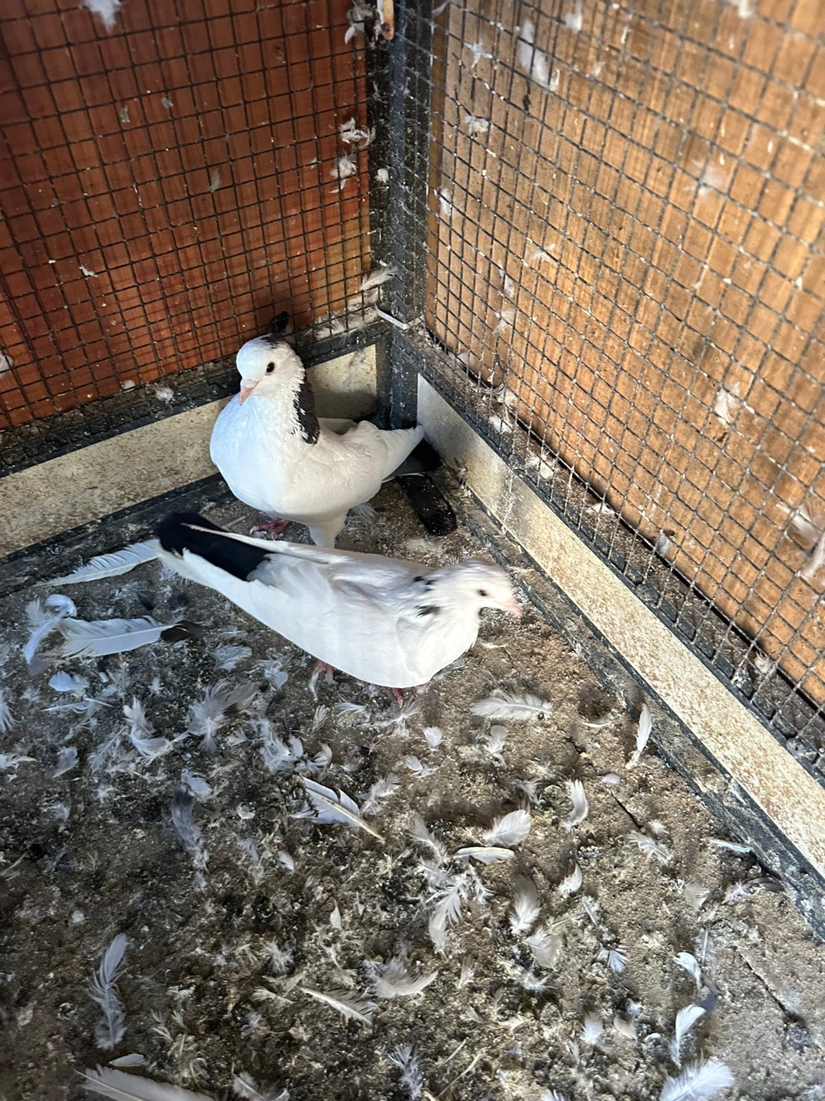 Duiven koppel voor €8, Dieren en Toebehoren, Meerdere dieren, Overige soorten