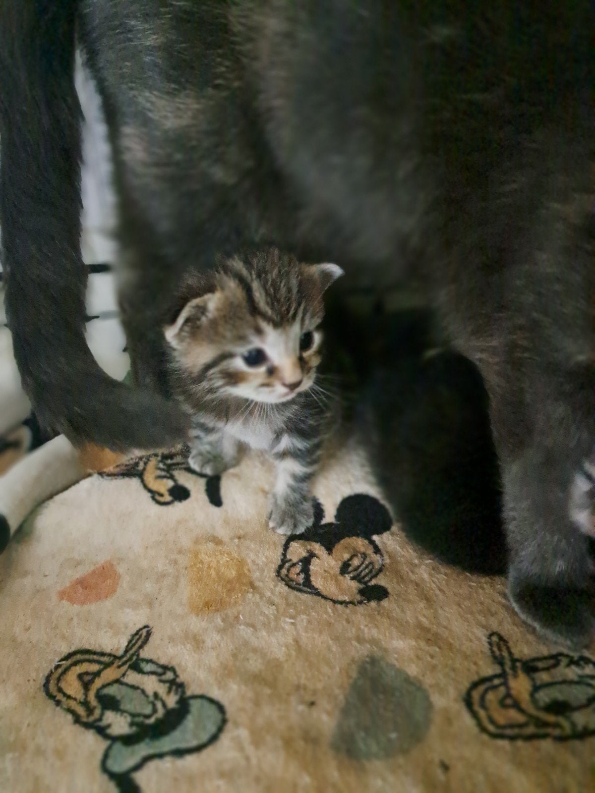 kittens, Dieren en Toebehoren, Poes, Kortharig, 0 tot 2 jaar