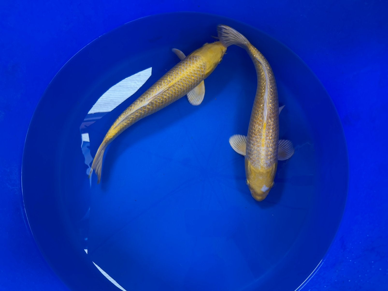 Ginrin Yamabuki van Izumiya, Dieren en Toebehoren, Karper of Koi