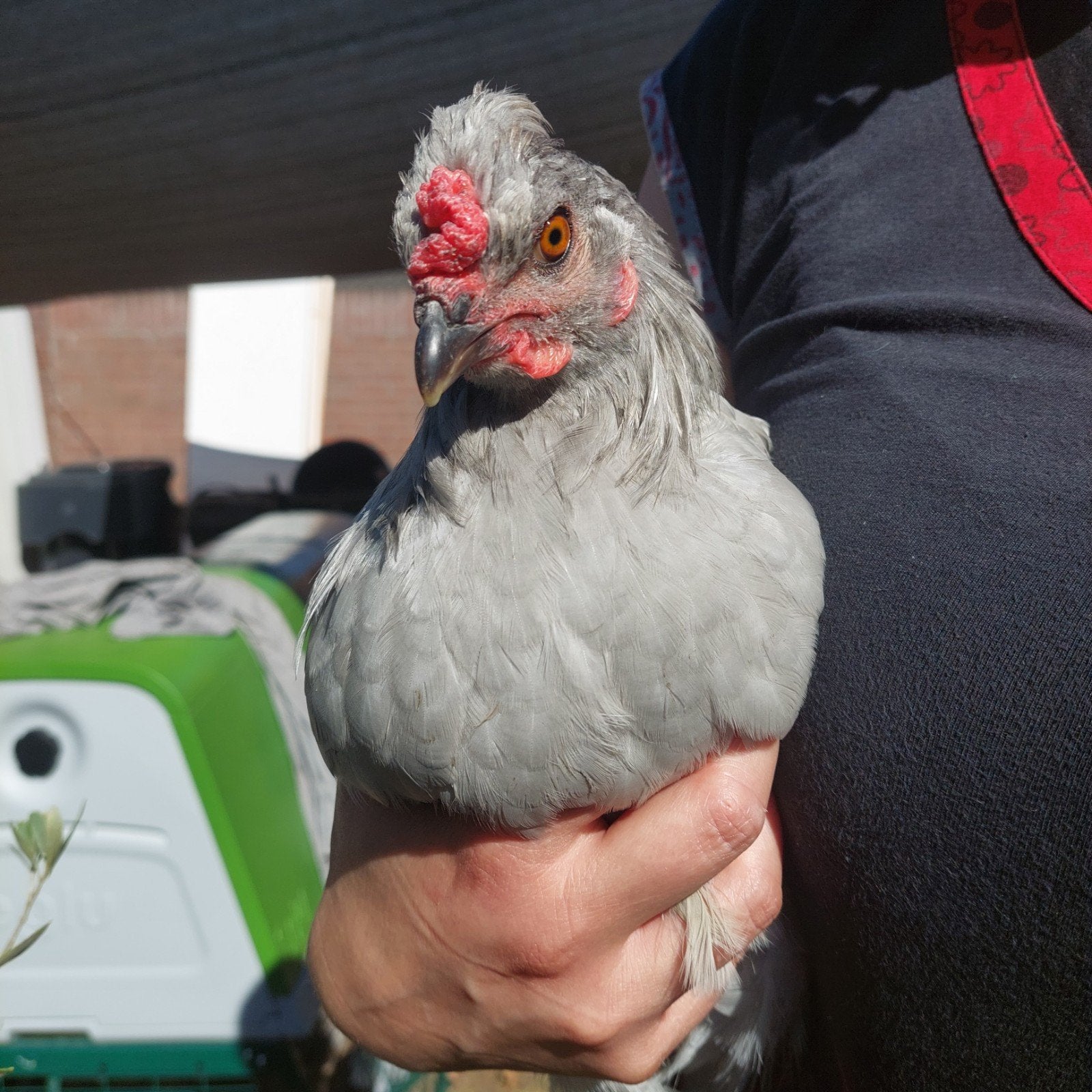 Araucana Lavendel (kriel) haan, Mannelijk, Kip