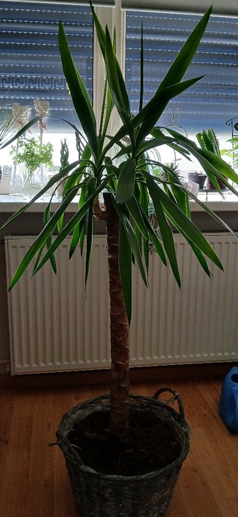 Mooie Yucca, Ophalen, 100 tot 150 cm, Halfschaduw, Yucca