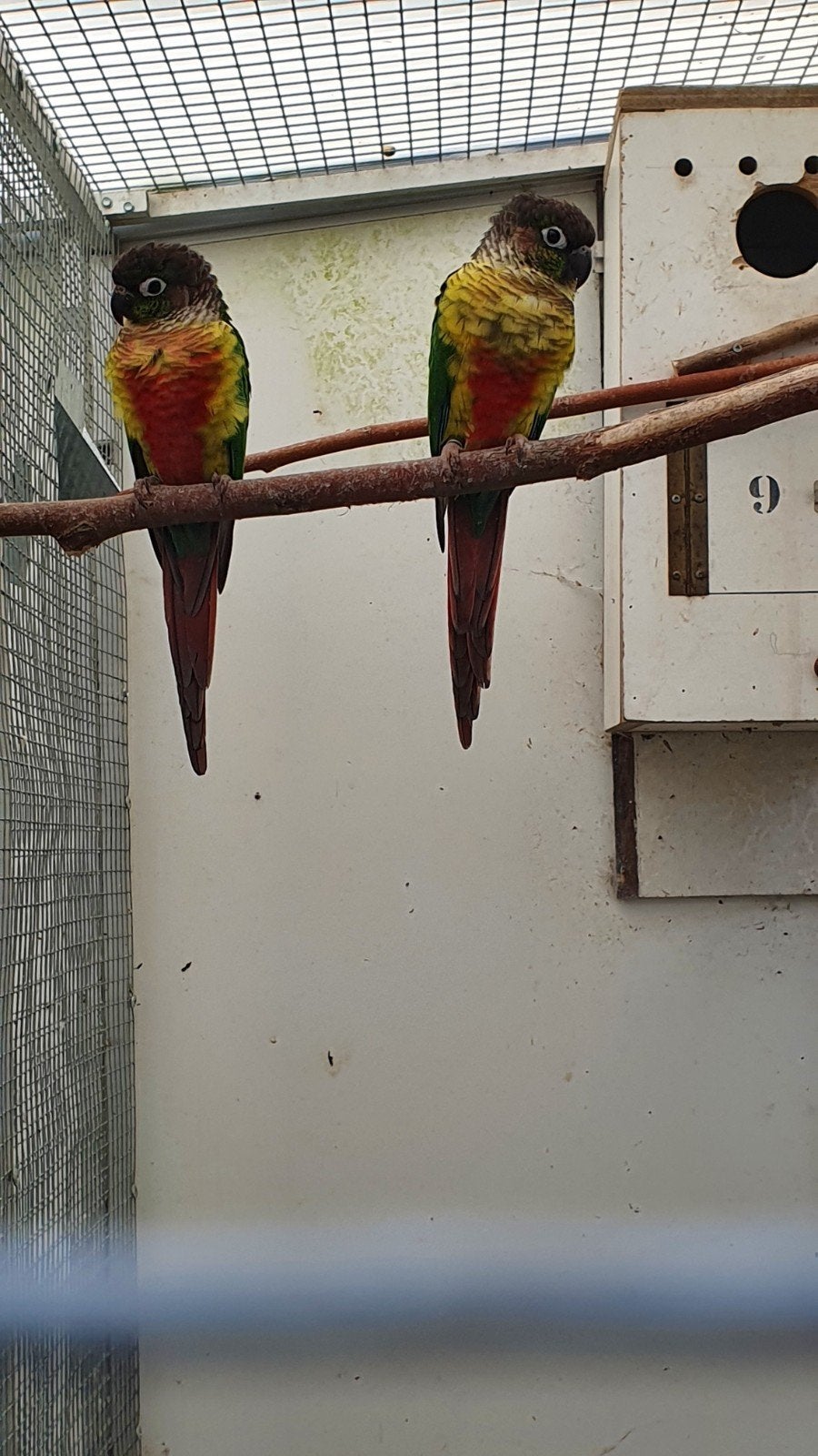 koppel pyrhurra's met 4 jongen, Dieren en Toebehoren, Vogels | Parkieten en Papegaaien, Meerdere dieren, Parkiet, Geringd