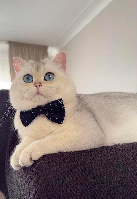 Britse korhaar (DEKKATER), 3 tot 5 jaar