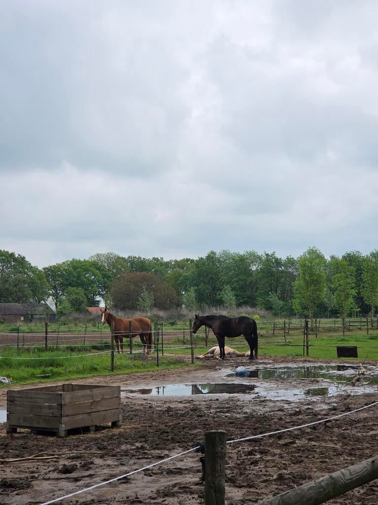 Stalhulp gezocht, Dieren en Toebehoren, Stalling en Weidegang