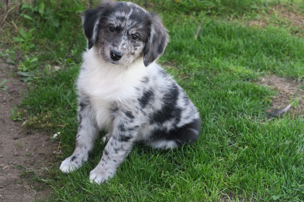 Golden Retriever x Australian Shepherd pups, Nederland, Reu, CDV (hondenziekte), 8 tot 15 weken