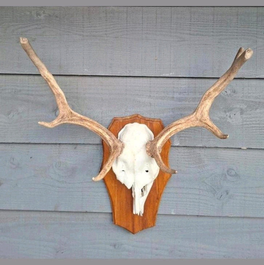 Damhert schedel met gewei op sierschild, Landelijk, Ophalen, Gebruikt, Decoratieobject