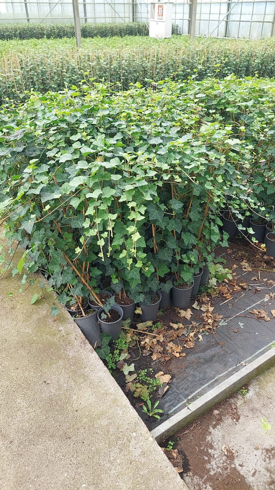 Hedera planten hoogte 100cm met stok pst 1,95 snel leveren, Ophalen, Vaste plant, Bloeit niet, Halfschaduw