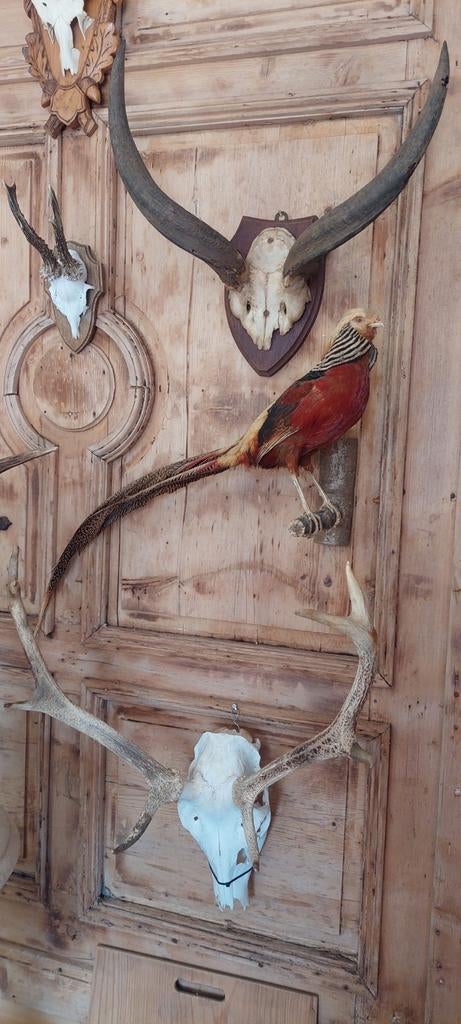 Opgezette vogels kraai fazant