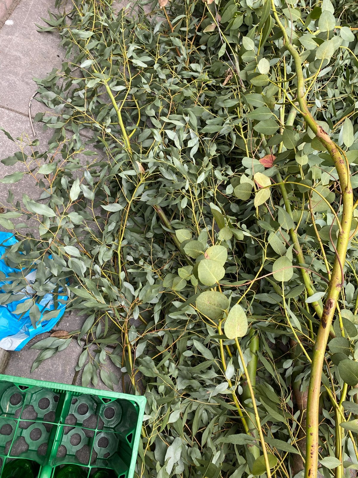 Verse Eucalyptus Takken - Decoratie & Geur toef bloemen, Volle zon, Bloeit niet, 250 tot 400 cm, Overige soorten