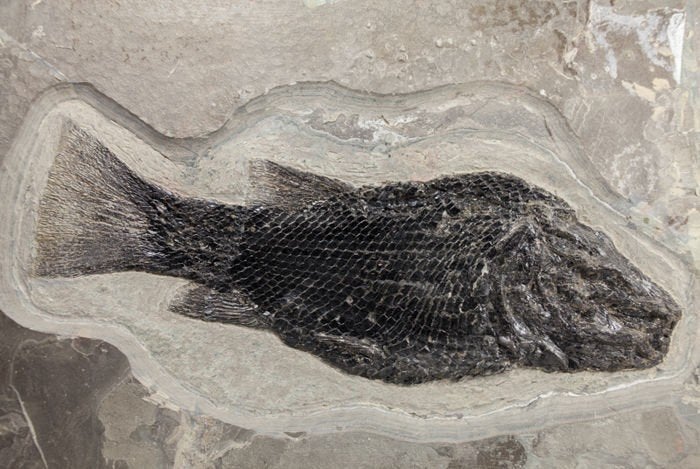 Grote Paralepidotus Ornatus, 21 cm, Ophalen of Verzenden, Fossiel