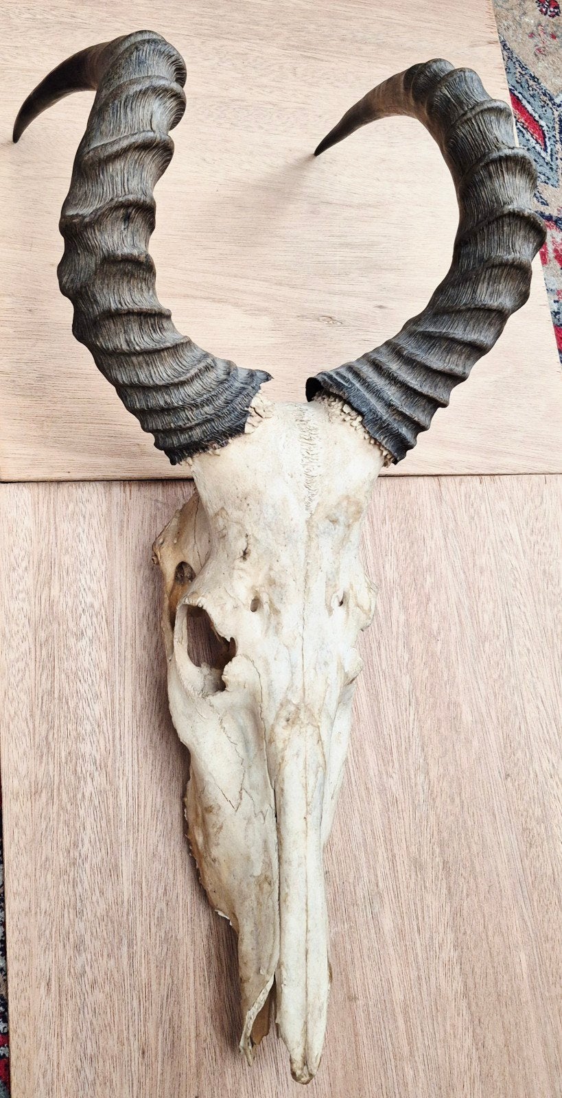 Grote schedel met hoorns, harte(n)beest uit Afrika, Ophalen, Zo goed als nieuw, Wild dier, Schedel