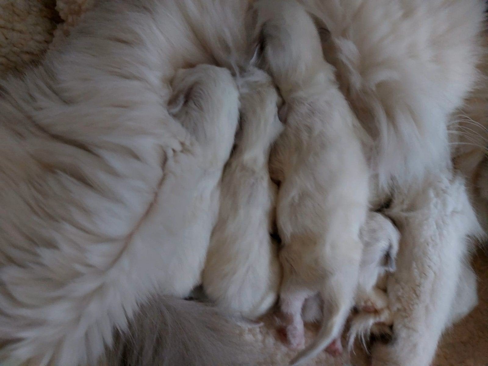 Ragdoll kitten uit geteste ouders, Dieren en Toebehoren, Poes, Gechipt, 0 tot 2 jaar