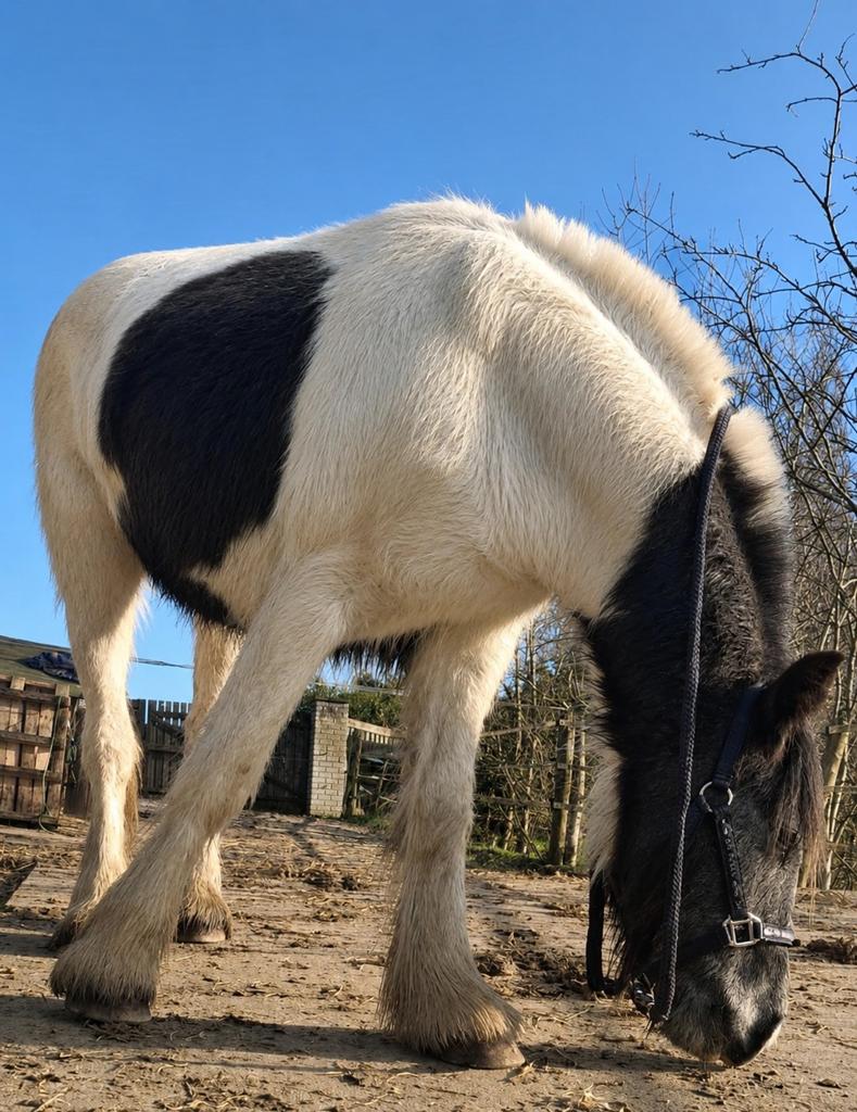 3 jarige D Pony Tinker Ruin eventueel inruilen paard, Dieren en Toebehoren, Pony's, Met stamboom, Ruin, Dressuurpony, Zadelmak