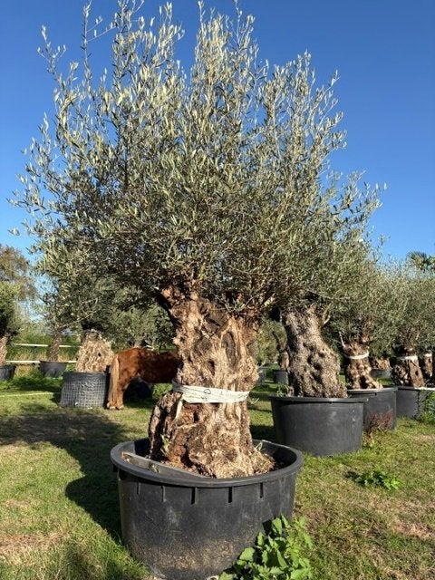 TE KOOP olijfboom, olea europaea  NR: BA-14, 100 tot 250 cm, Zomer, Volle zon, In pot