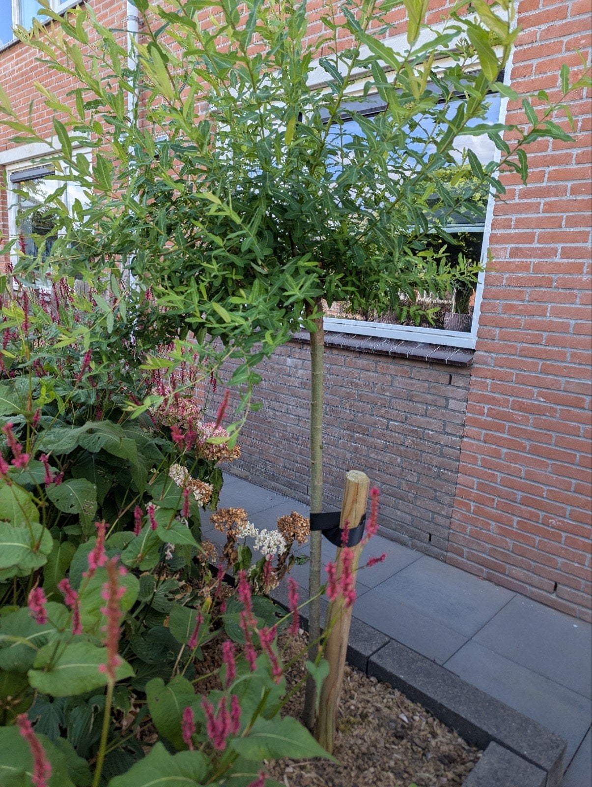 Salix Integra op stam - 2x 110cm, 2x 120cm hoog, Lente, 100 tot 250 cm, Ophalen, Volle zon