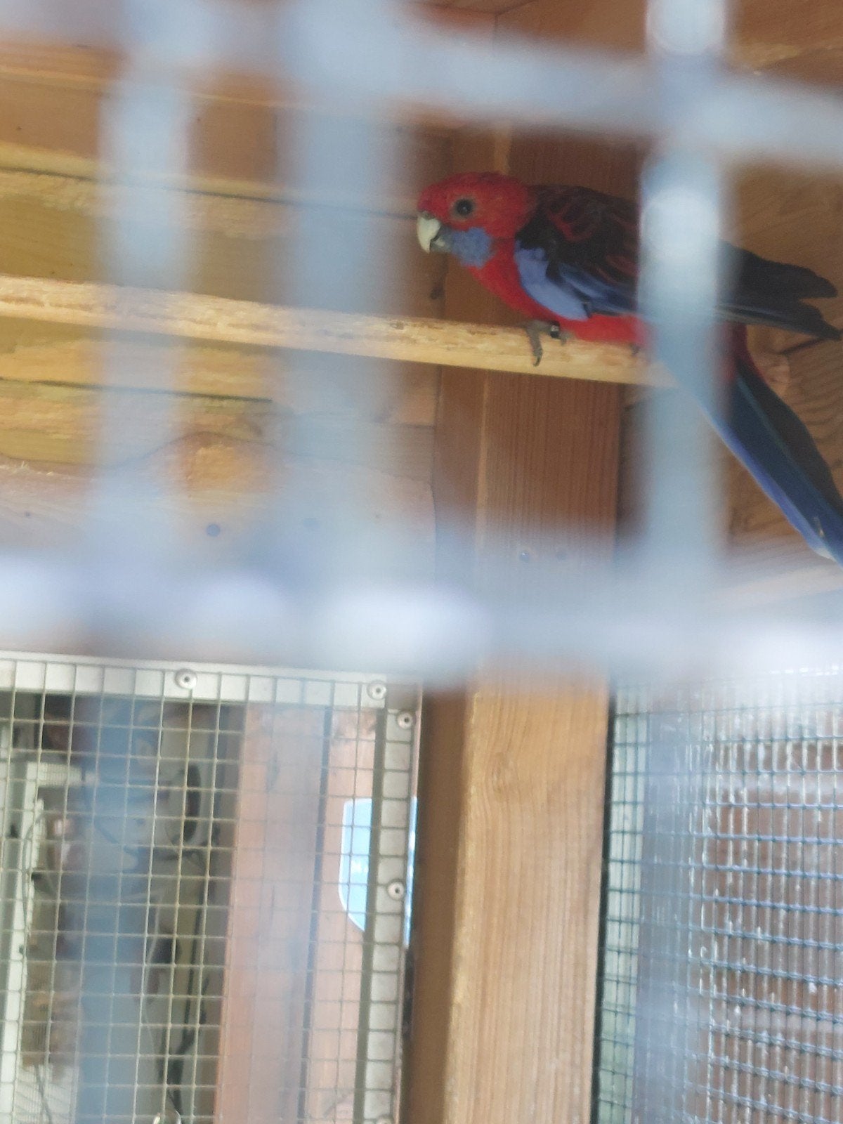 pennant rosella man, Dieren en Toebehoren, Mannelijk, Parkiet, Geringd