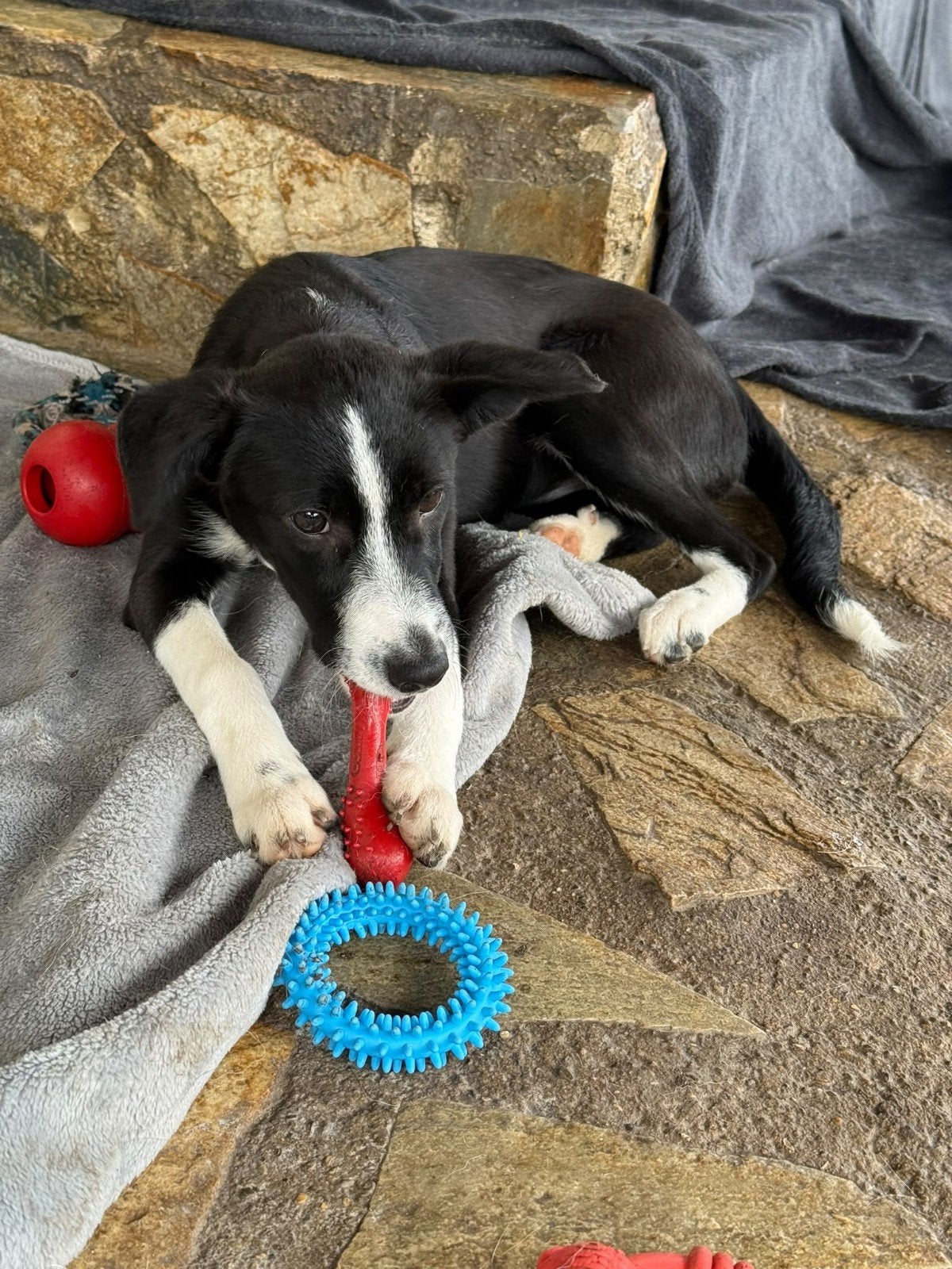 teef  adoptiehond, puppy zoekt baas, Particulier, 8 tot 15 weken, Buitenland, Teef