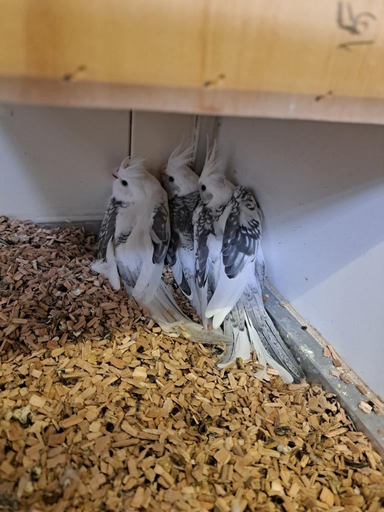 Jonge valkparkieten, Dieren en Toebehoren, Vogels | Parkieten en Papegaaien, Meerdere dieren, Parkiet, Geringd