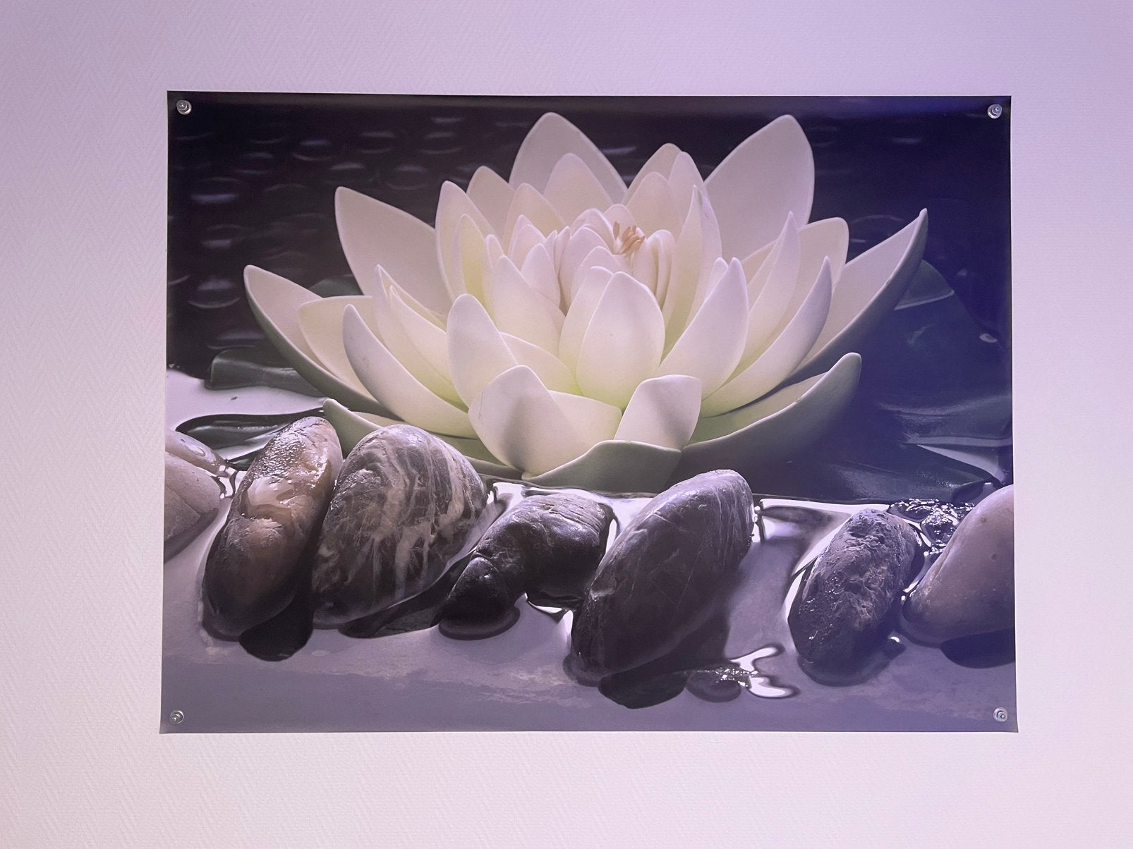 Buitenposter Waterlelie, Antiek en Kunst, Ophalen, Kunststof, Ophangklaar, Bloemen