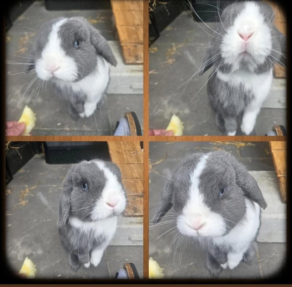 Minilop ram, Dieren en Toebehoren, Konijnen, Mannelijk, Dwerg, 0 tot 2 jaar