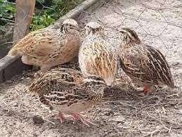 Japanse Kwartels, Meerdere dieren, Overige soorten