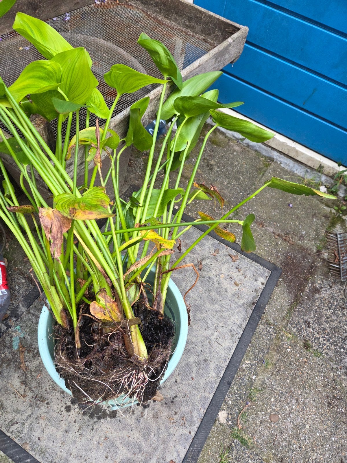 Snoekkruid (Pontederia cordata) - Waterplant voor vijver, Ophalen, Volle zon, Vaste plant, Zomer