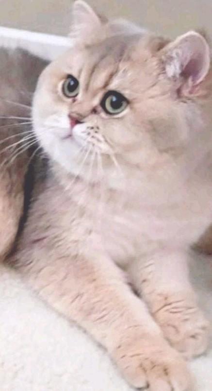 Raszuivere  Britse Kittens golden schaded (ny 11) ет (ay11), Dieren en Toebehoren, Kater, Ontwormd, 3 tot 5 jaar