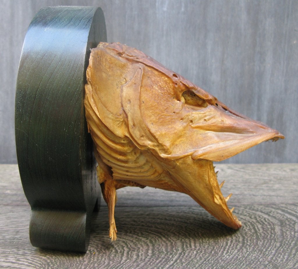 SNOEK GEMUMMIFICEERD OP LUXE SCHILD, Verzamelen, Ophalen of Verzenden, Gebruikt, Wild dier, Opgezet dier