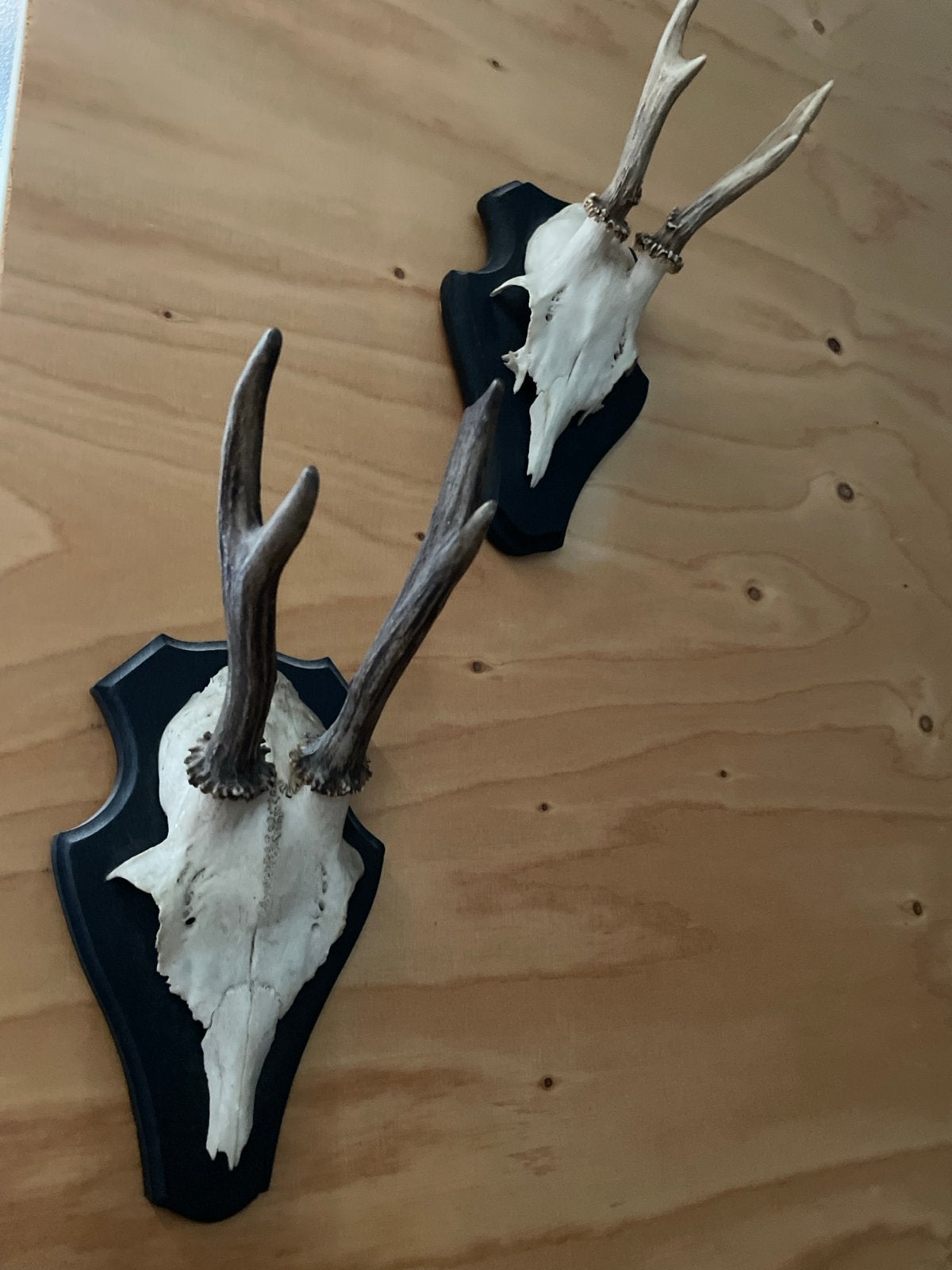 Schedelkopjes met gewei - Decoratieve wandobjecten, Ophalen of Verzenden, Gebruikt, Hert, Gewei of Kop