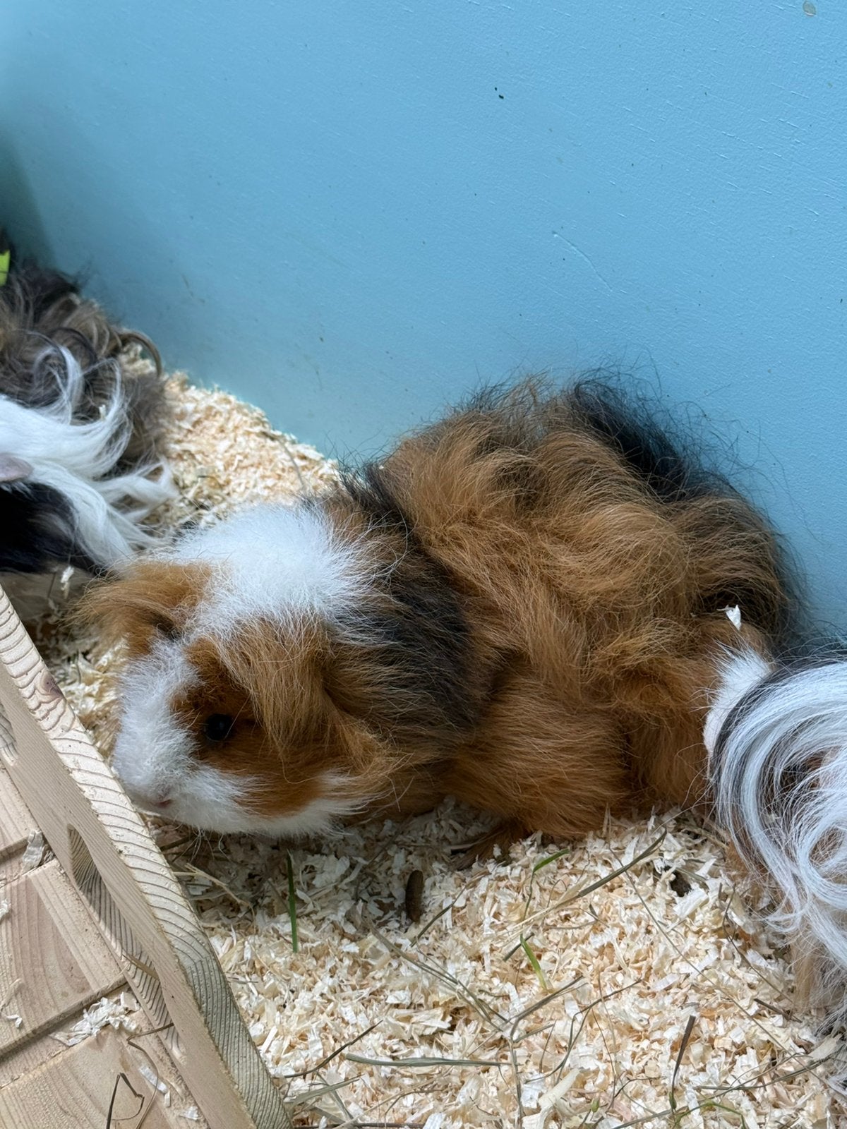 CH teddys zoeken een rustig verblijf!, Dieren en Toebehoren, Oktober, Meerdere dieren, Cavia